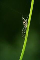 Sticker - Vertical macro shot of a yellow garden spider on a green grass blade