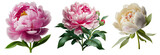 set of pink and white peony, moutan peony, Chinese peony and tree peony 