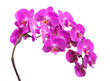 PNG. A branch of a blooming lilac orchid with dew drops on a white background. Isolate on white background