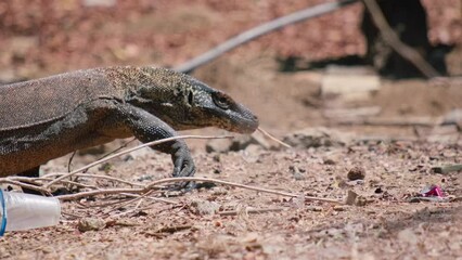 Sticker - Exotic Komodo Dragon walking on Komodo Island in Indonesia