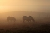 Fototapeta Konie - Scenic view of two horses grazing grass on a field at sunset in foggy weather