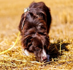 Sticker - Brown Border collie tied with a yellow string on dry grass