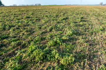 Couvert environnemental de Phacélie sur une parcelle de blé. CIPAN (cultures intermédiaires pièges à nitrates)