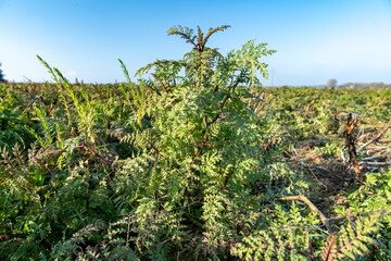 couvert environnemental de phacélie sur une parcelle de blé. cipan (cultures intermédiaires pièges à