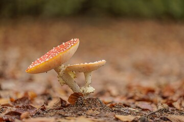 Sticker - Macro shot of the red Amanita mushroom with white dots on ground with dried leaves