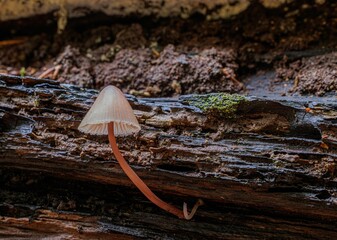 Sticker - Closeup of the Mycena Haematopus mushroom grown up in the wood on a blurry background