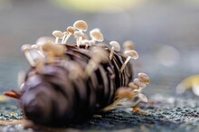 Macro Shot Of The Baeospora Myosura Mushrooms Grown Up On The Acorn On A Blurry Background