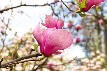 Wall Mural - Beautiful blooming pink magnolia flower tree on spring day. Flowering tree in garden