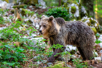 Wall Mural - brown bear - close encounter with a wild brown bear eating in the forest and mountains of the notran