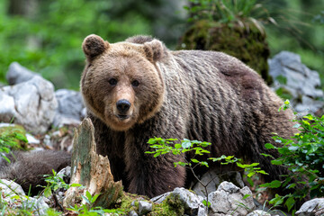 Wall Mural - brown bear - close encounter with a wild brown bear eating in the forest and mountains of the notran