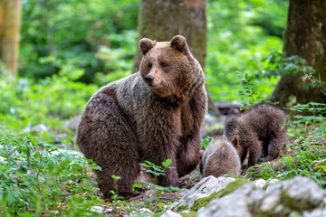 Wall Mural - brown bear - close encounter with a wild brown bear eating in the forest and mountains of the notran