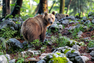Wall Mural - brown bear - close encounter with a wild brown bear eating in the forest and mountains of the notran