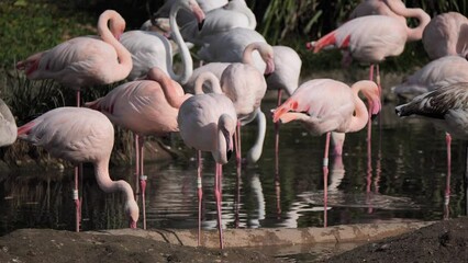 Sticker - Closeup shot of a flock of pink flamingoes wading in a pond