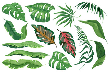 Wall Mural - Tropical leaves set graphic elements in flat design. Bundle of different type exotic plants, leaf of banana, palms, monstera and other green jungle foliage. Vector illustration isolated objects