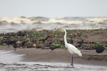 Majestic Great Egret Standing On The Waterfront Of A Tranquil Beach