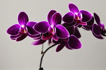 Poster - Purple purple orchid flowers on stem with buds on light background., created with generative ai