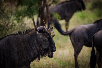 Wall Mural - Close up image of a Blue Wildebeest in a nature reserve in South Africa