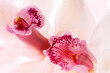 © Artem Popov - Macro portrait of two orchid flowers