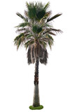 Fototapeta Na ścianę - palm tree isolated on white