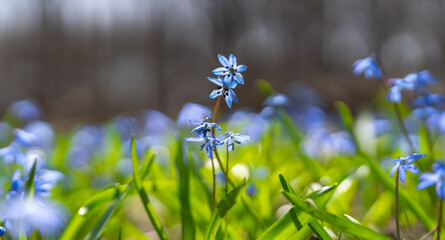 Wall Mural - Scilla blooming in the spring forest close-up, bright sunny morning