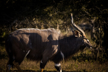 Wall Mural - Close up image of a big Nyala bull in the bush in a nature reserve in South Africa