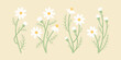 Chamomile or daisy flowers set. Stylized botanical vector illustration.