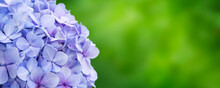 Banner With Violet Blue Hydrangea On Green Background. Blooming Flower Outdoor. Madeira Island Park, Portugal