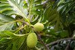 breadfruit on tree
