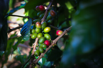 Wall Mural - Fresh Coffee beans on tree in Indonesia Coffee Plantation.