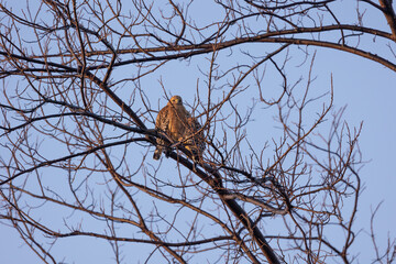 red-shouldered hawk perched in a tree