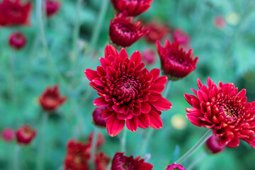 Wall Mural - Red Chrysanthemum flowers in full bloom