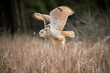 Siberian eagle-owl (Bubo bubo sibiricus) flying over a dry grass