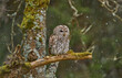 camouflage Owl Strix aluco in the forest