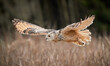 Siberian owl (Bubo bubo sibiricus) flying over a dry grass