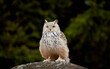 Siberian owl - Bubo bubo sibiricus sitting on a rock