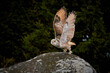 Siberian owl - Bubo bubo sibiricus flies into the air