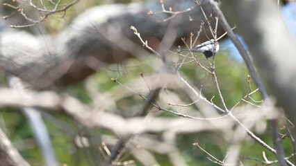 Wall Mural - japanese tit in a forest