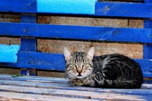 A Green-eyed Tabby Cat Is Sitting On A Blue Bench