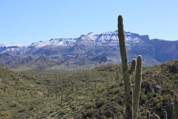 Sticker - saguaro cactus in Superstition Mountains