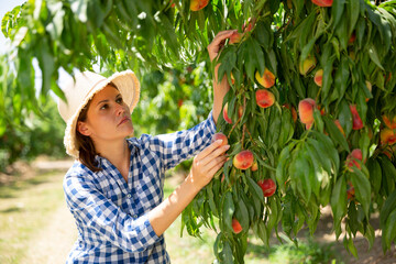 Young woman horticulturist picking peaches from tree in garden