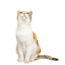 Three Colored Calico Cat Is Sitting, Looking Up On Light Gray Background.