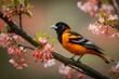 Baltimore Oriole on a Branch