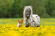 Appaloosa pony mare with a foal in the field with flowers