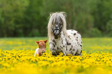 Wall Mural - Appaloosa pony mare with a foal in the field with flowers