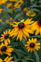 Rudbeckia Plants, The Asteraceae Yellow And Brown Flowers, Common Names Of Coneflowers And Black Eyed Susans. Positive And Happy Feeling In Spring Given By Flowers.