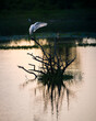 © nilanka - White egret bird cleaning feathers early in the morning, perch on a dead tree in the middle of the lagoon.