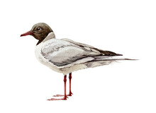 Gull Watercolor Illustration. Hand Drawn Black-headed Seagull Avian. Waterfowl Bird Isolated On White Background. Wildlife Seashore Bird.