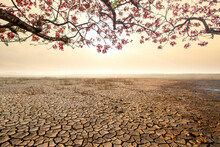Landscape Of Dry Cracked Earth And Trees With Red Flower Metaphor Climate Change And End Of World.