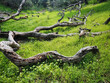 gnarled and twisted felled branches, lying in a lush green verdant forest. traditional photography