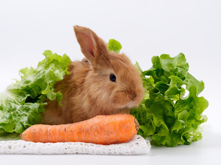 Wall Mural - rabbits and fresh greens salad parsley carrot cabbage on a white background